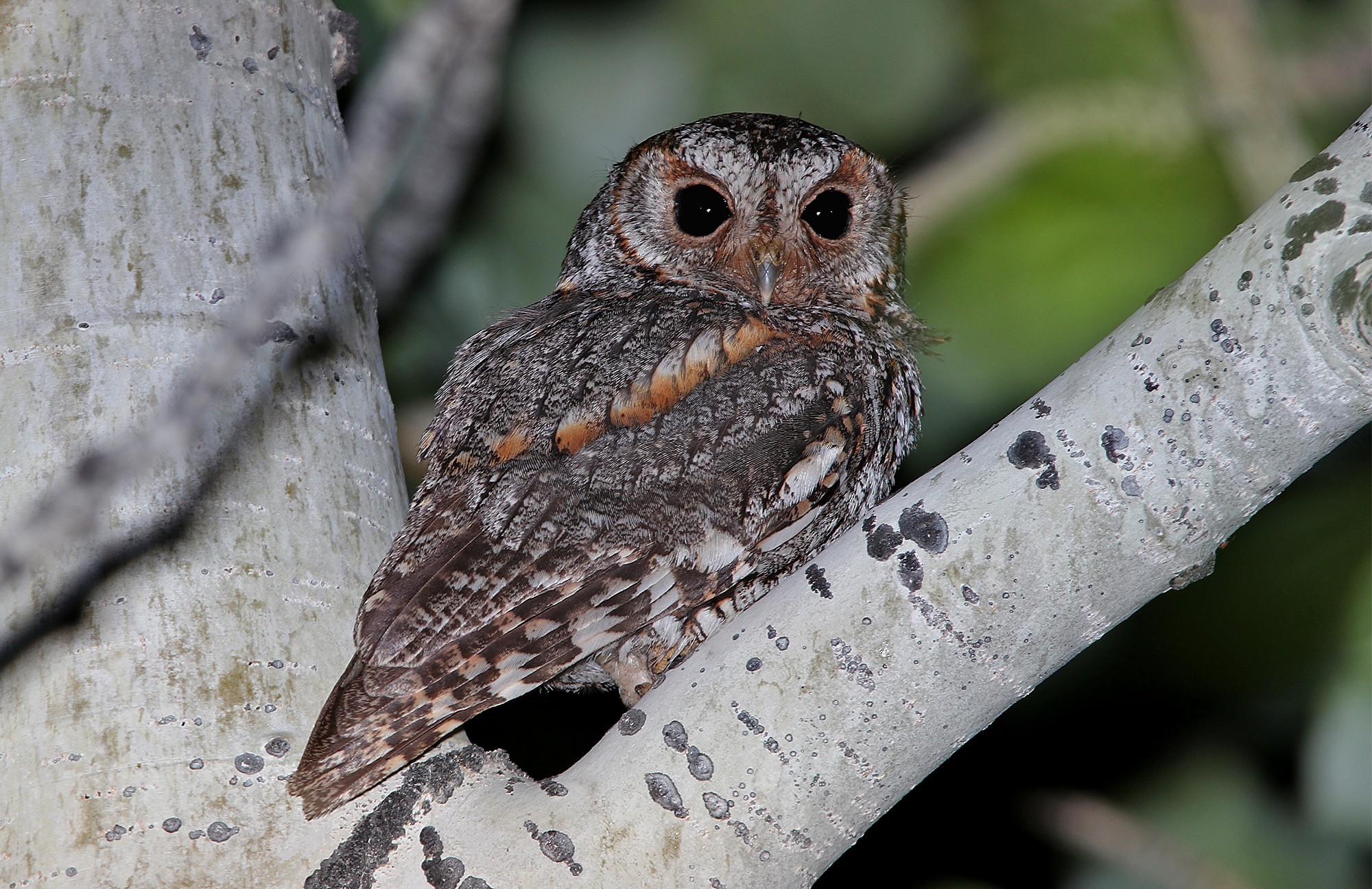 Flammulated Owl