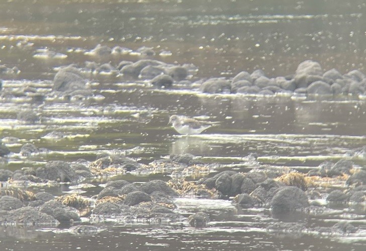 Sabine's Gull - ML371372781