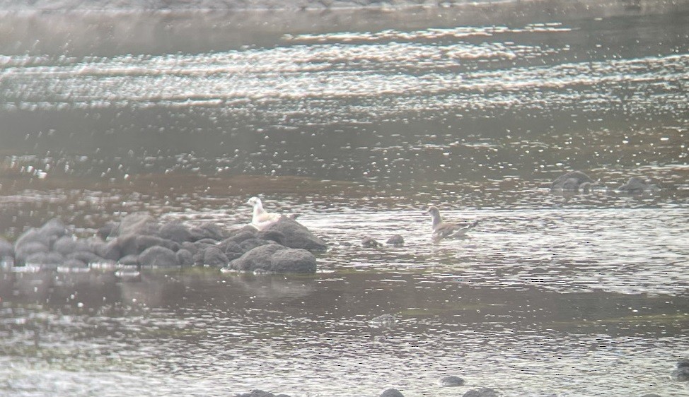 Sabine's Gull - ML371372791