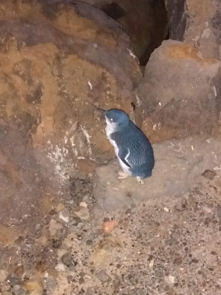 Малый пингвин - ML371373481
