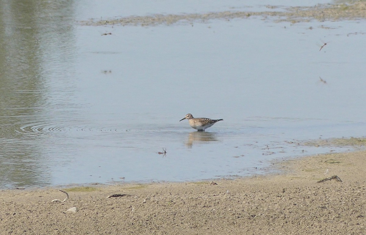 Pectoral Sandpiper - ML371374371