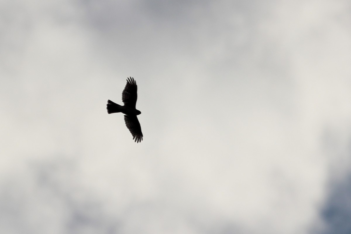 Sharp-shinned Hawk - ML371374651
