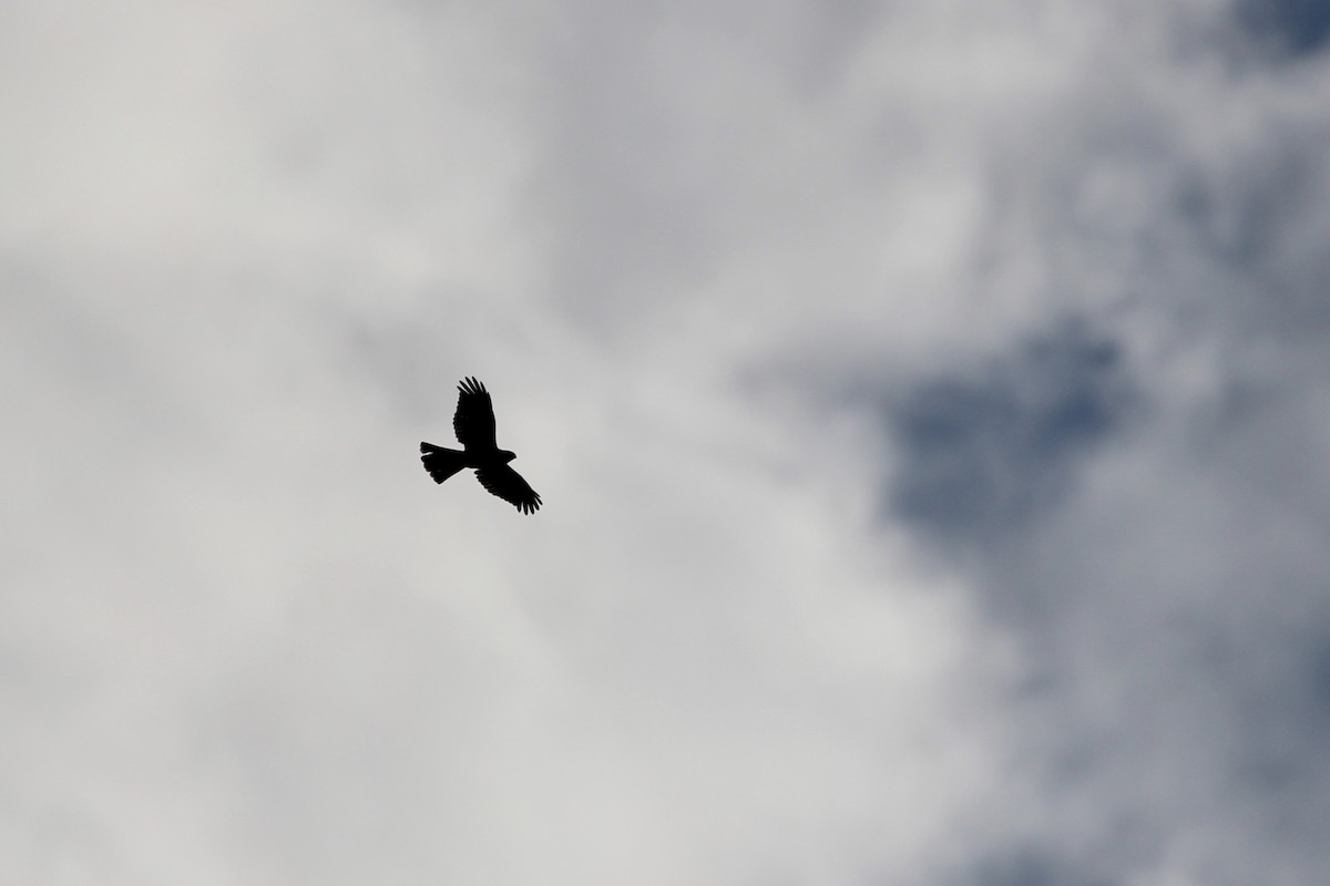 Sharp-shinned Hawk - ML371374661