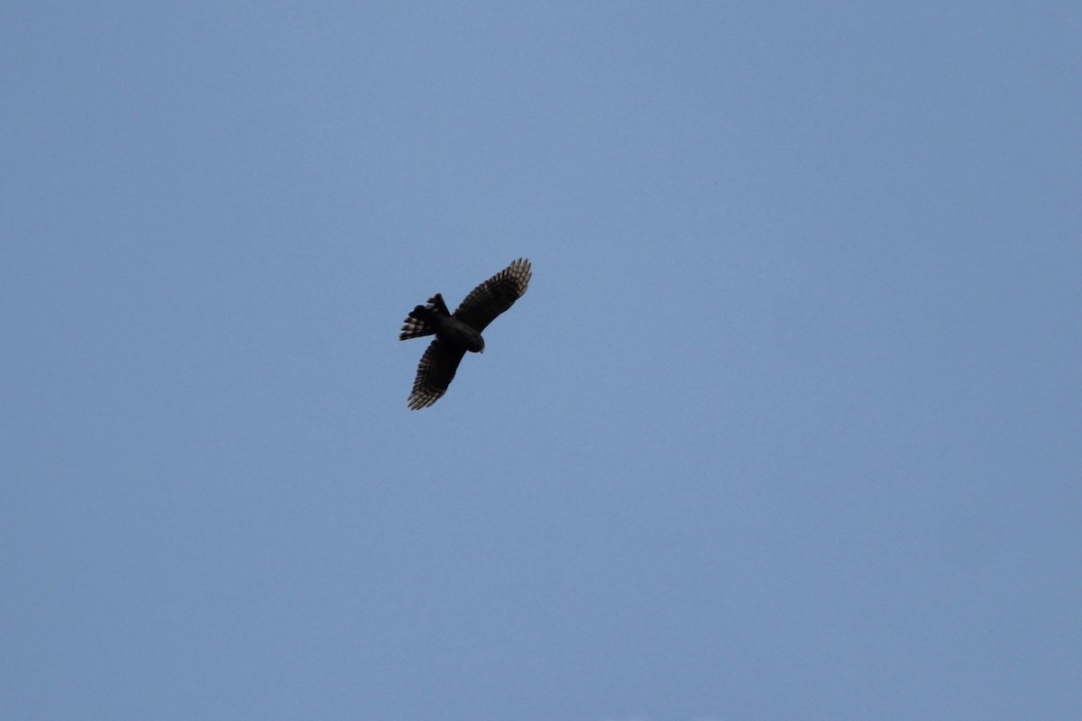 Sharp-shinned Hawk - ML371374671