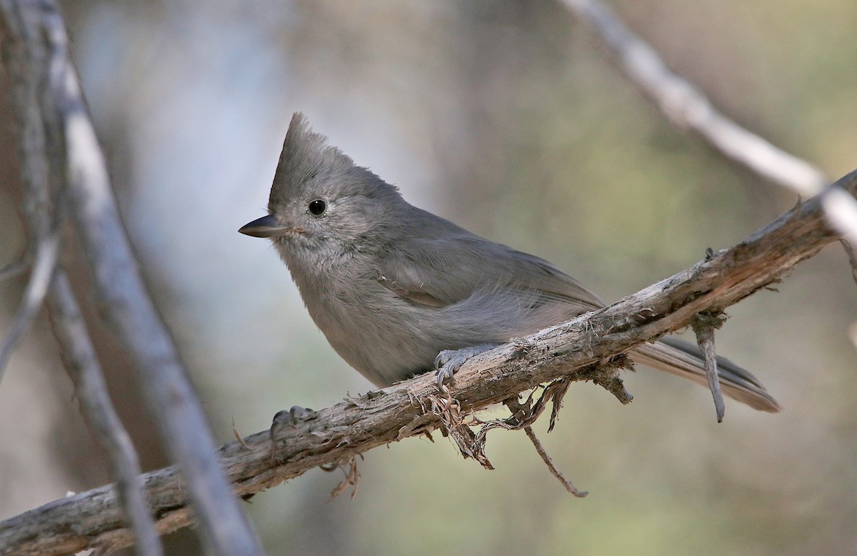 Juniper Titmouse - ML371375301