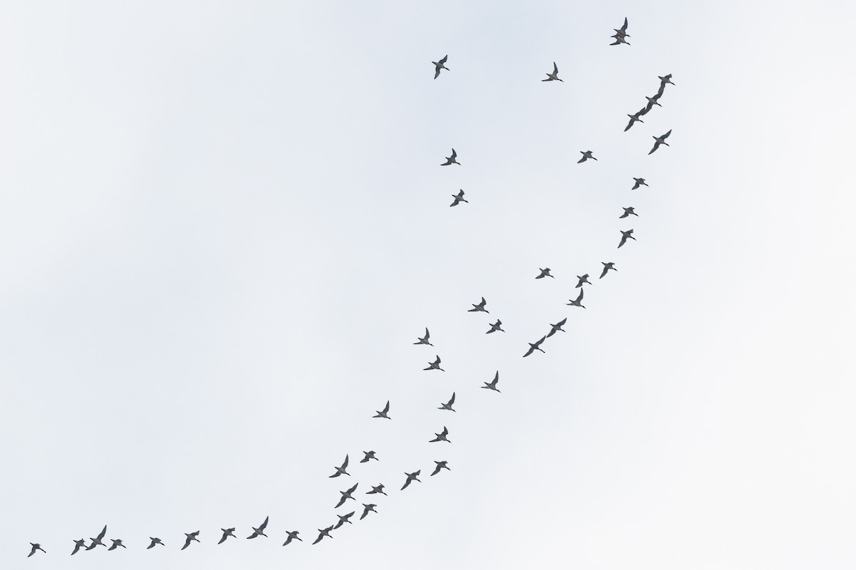 Eurasian Wigeon - ML371375601