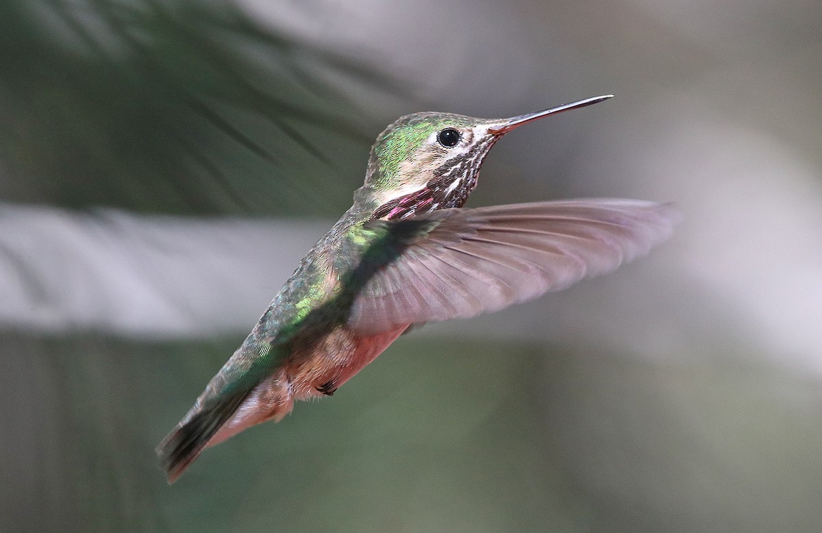 Calliope Hummingbird - Pitta Tours
