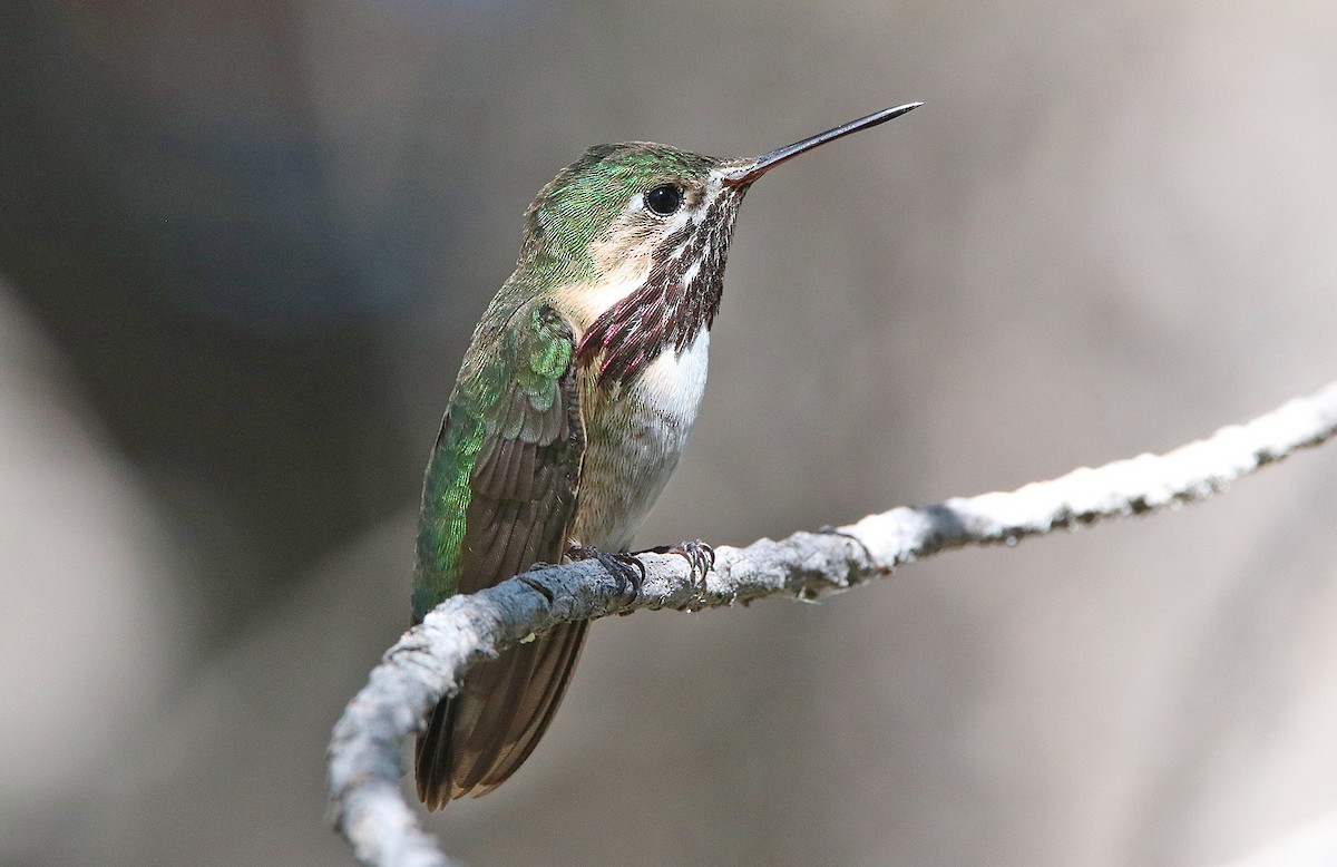 Calliope Hummingbird - Pitta Tours