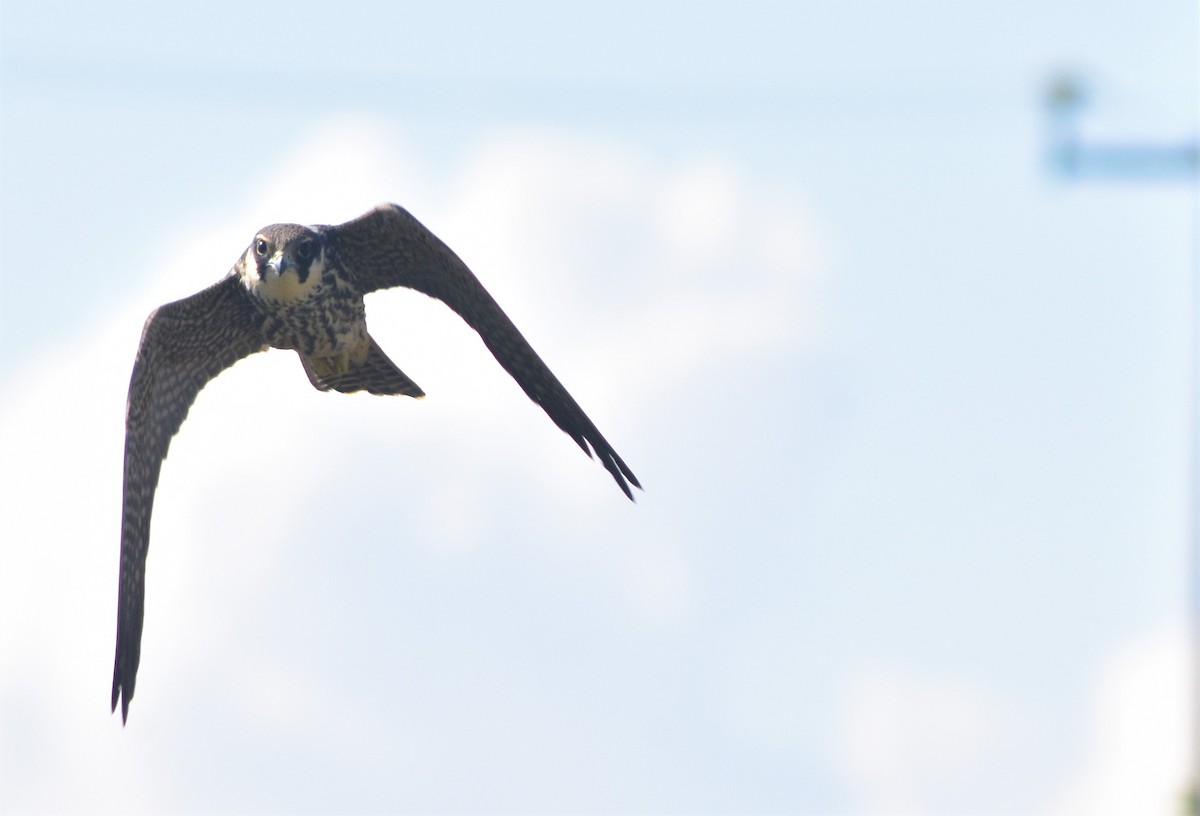 Eurasian Hobby - ML371376331