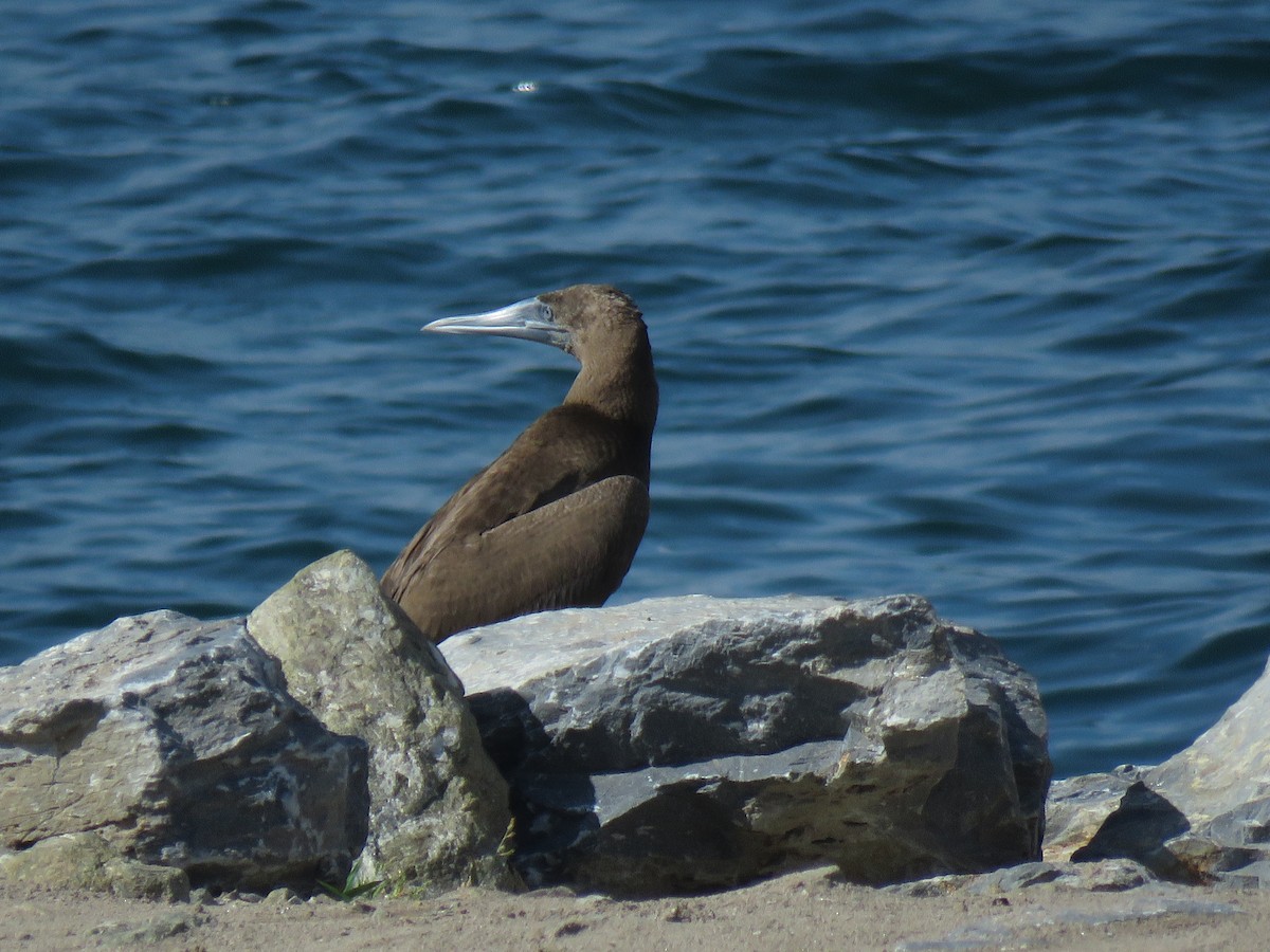 Brown Booby - ML371376771