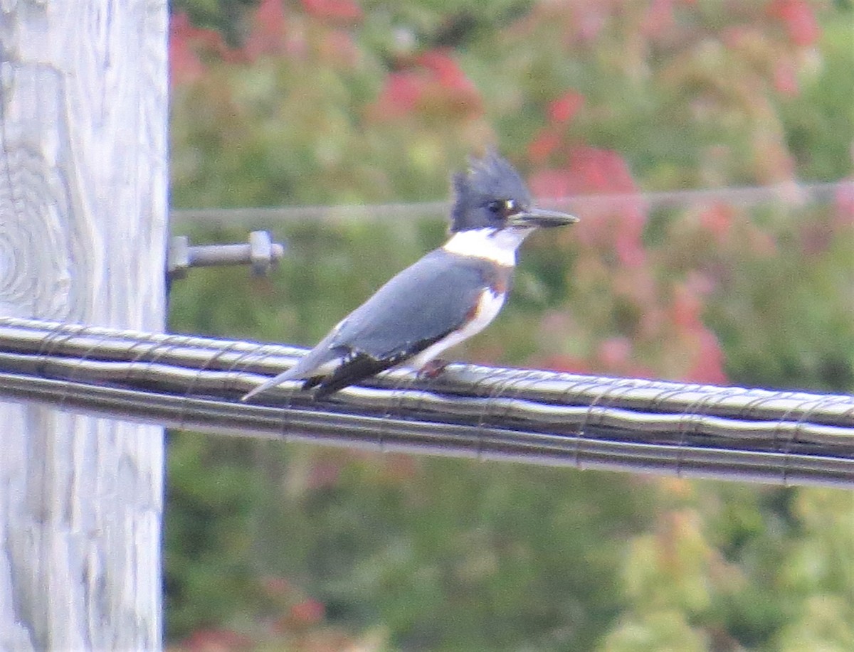 Belted Kingfisher - ML371376831