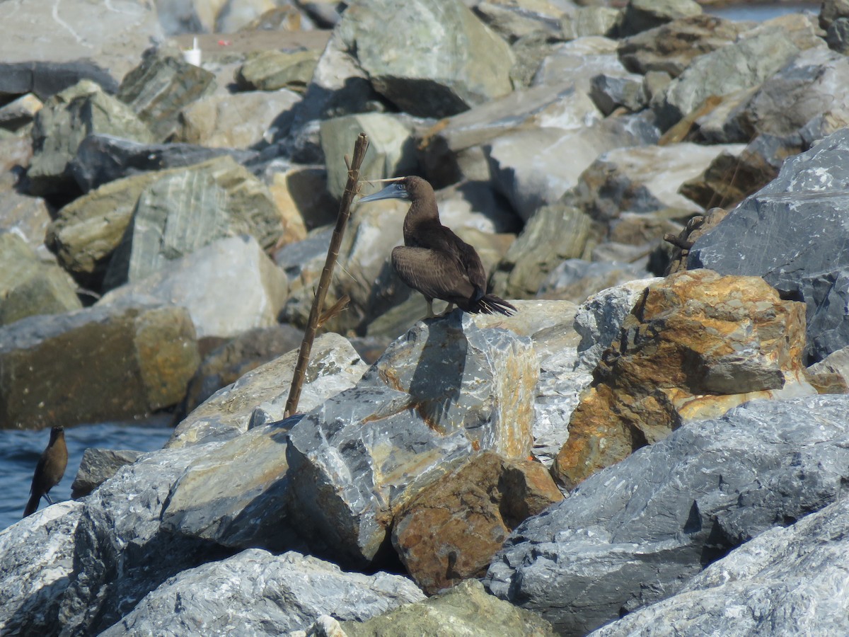 Brown Booby - ML371376871