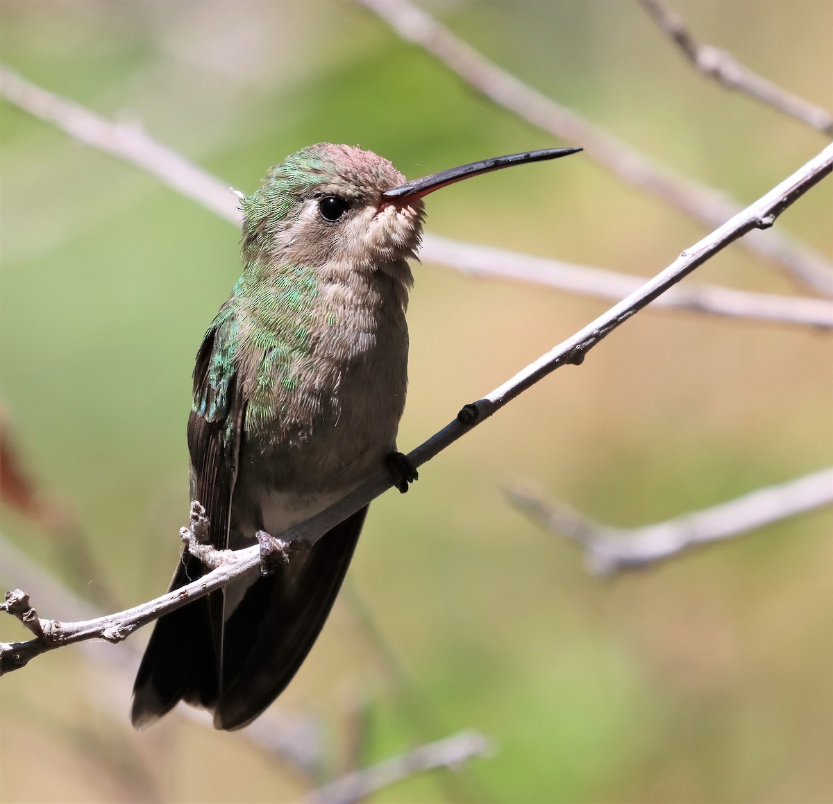 Broad-billed Hummingbird - Araks Ohanyan