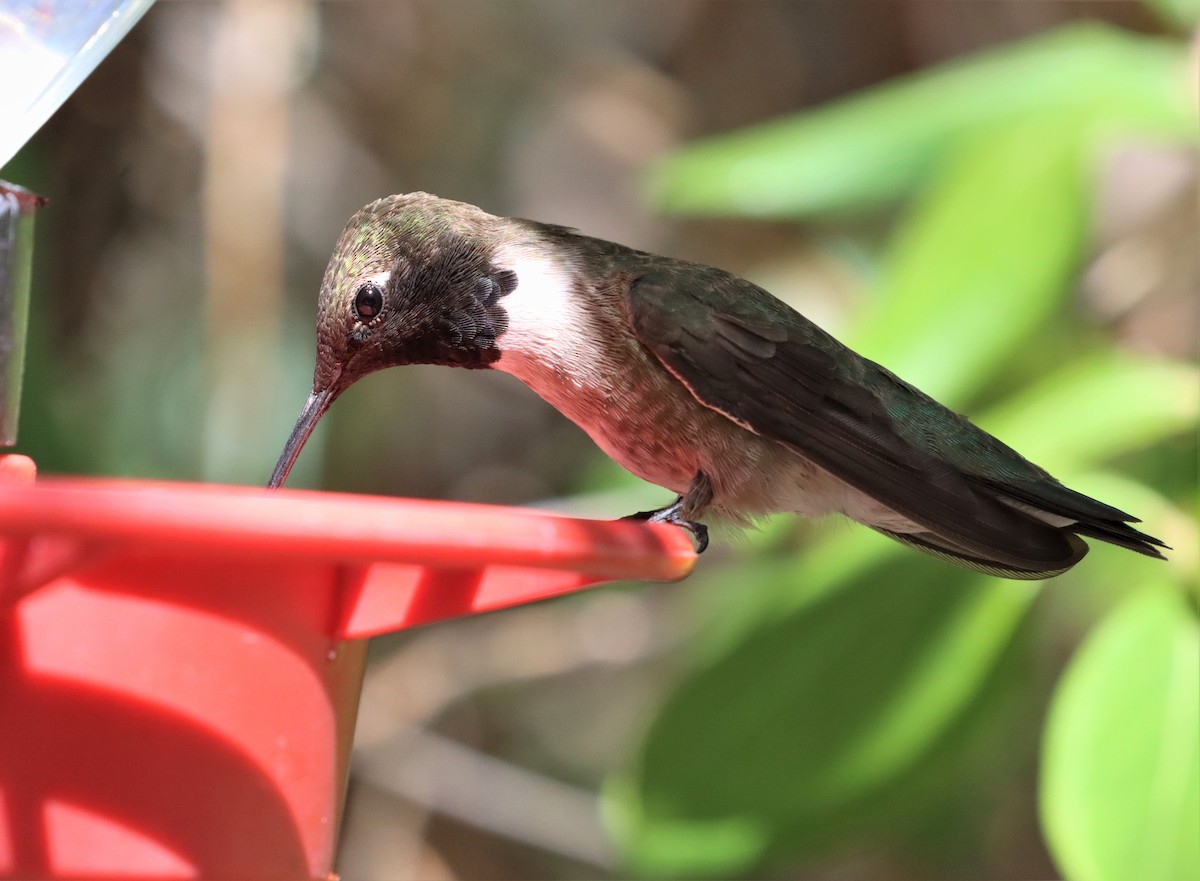 Black-chinned Hummingbird - Araks Ohanyan