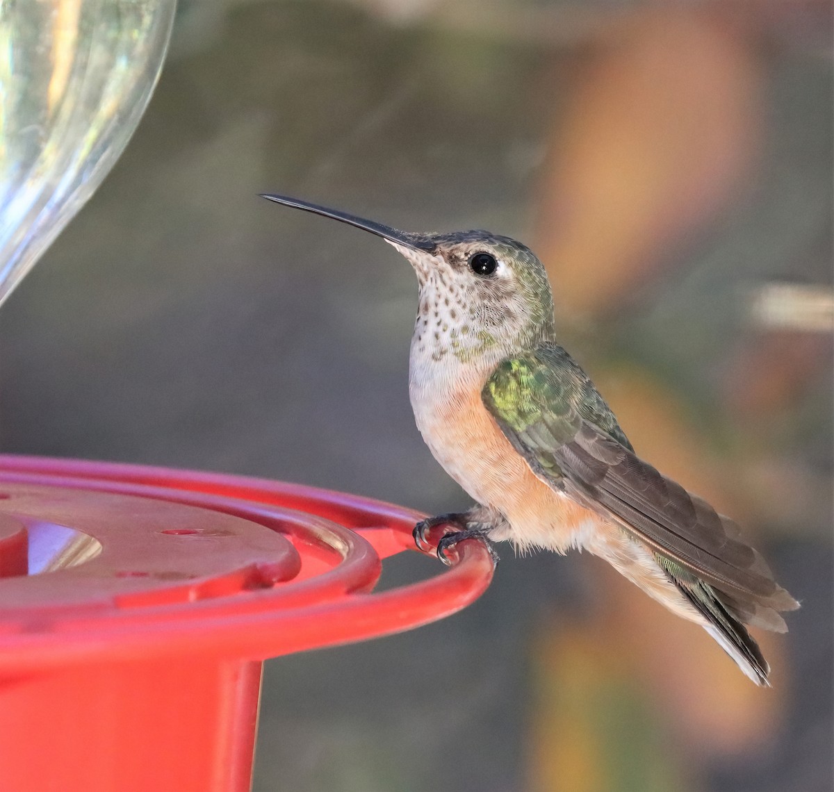 Broad-tailed Hummingbird - Araks Ohanyan
