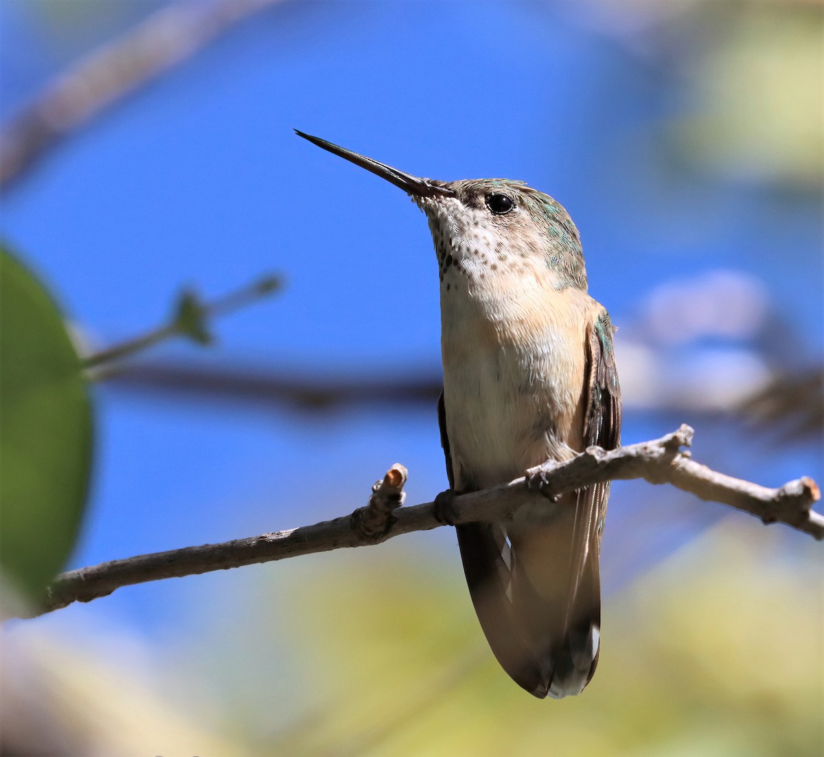 Calliope Hummingbird - Araks Ohanyan