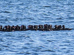 Black Scoter - ML37138041