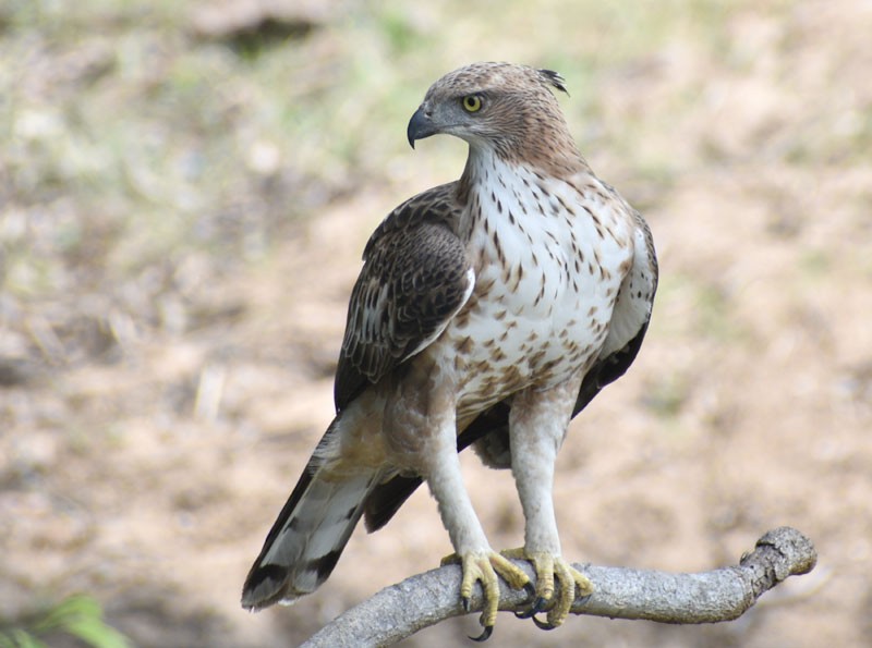 Águila Variable (crestada) - ML371381091