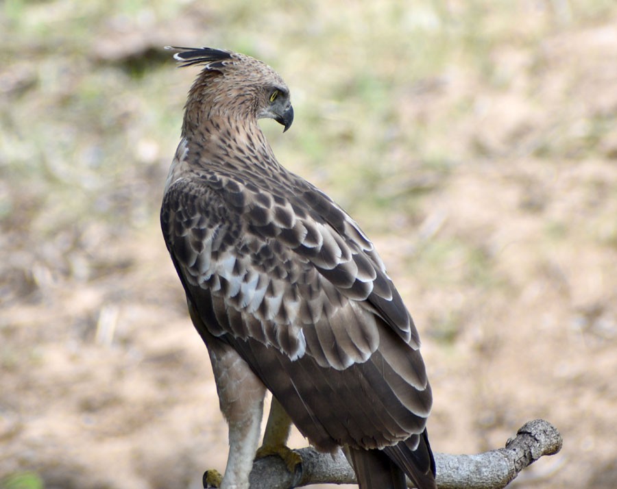 Changeable Hawk-Eagle (Crested) - ML371381141