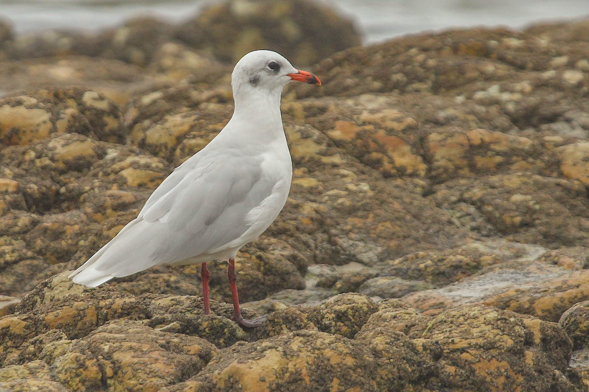 Gaviota Cabecinegra - ML371382291