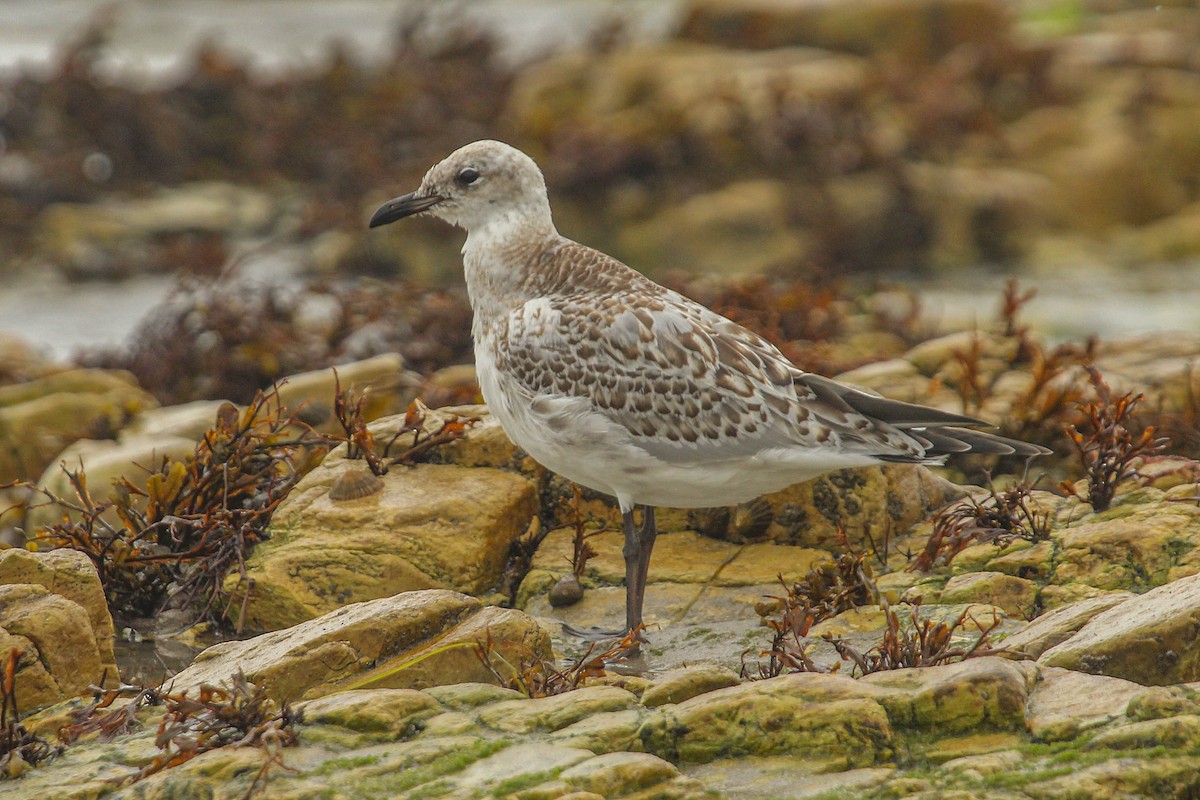Mediterranean Gull - ML371382341