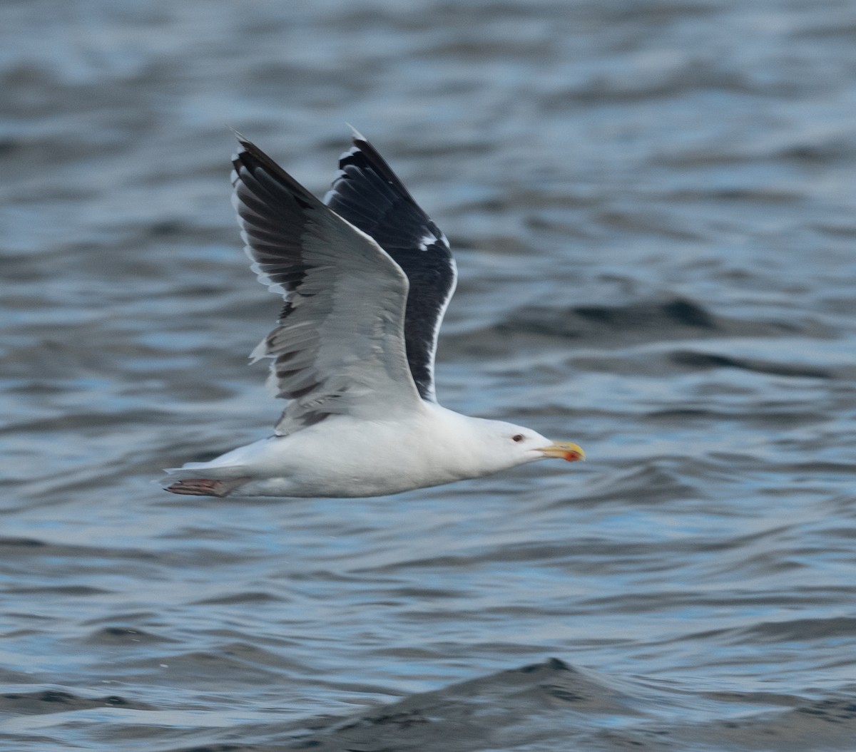 Great Black-backed Gull - Joe Donahue