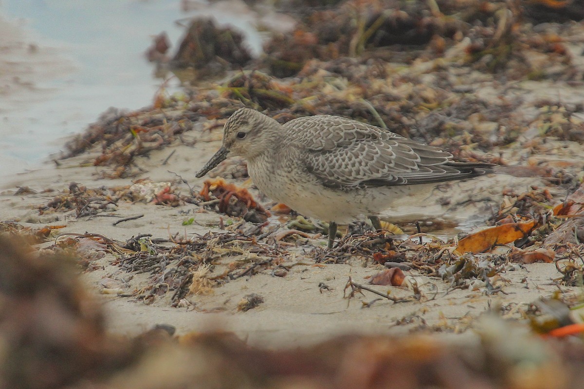 Red Knot - ML371383511