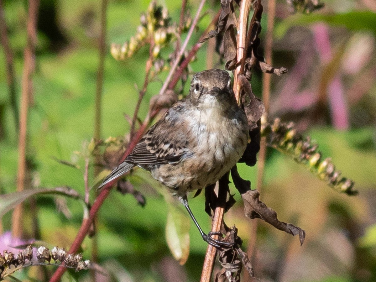 Yellow-rumped Warbler (Myrtle) - Susan Elliott