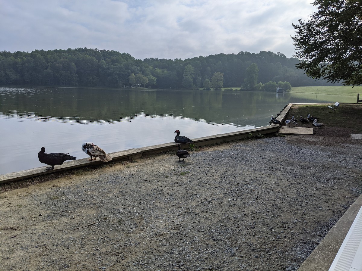 Muscovy Duck (Domestic type) - ML371384981