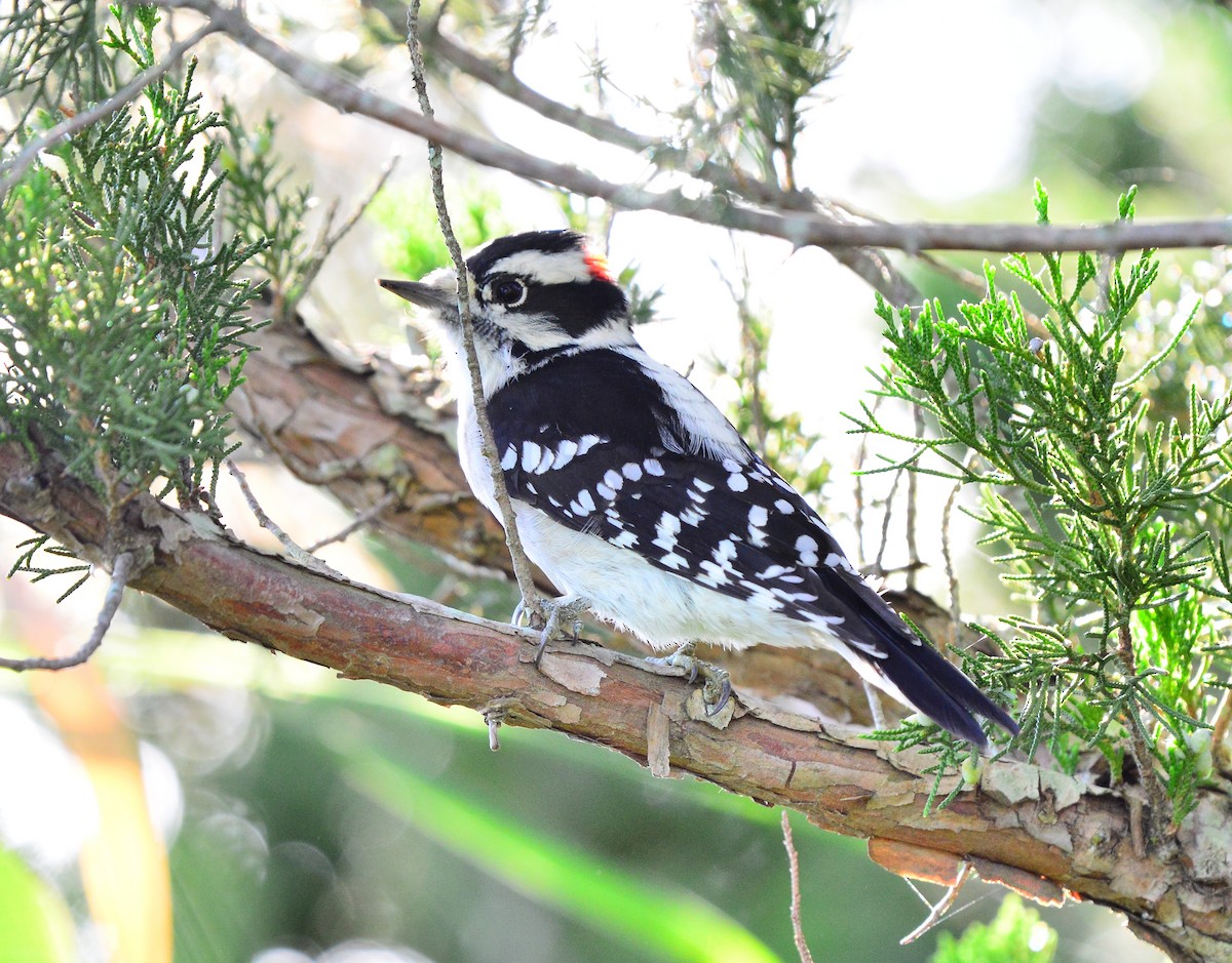 Downy Woodpecker - Bill Elrick