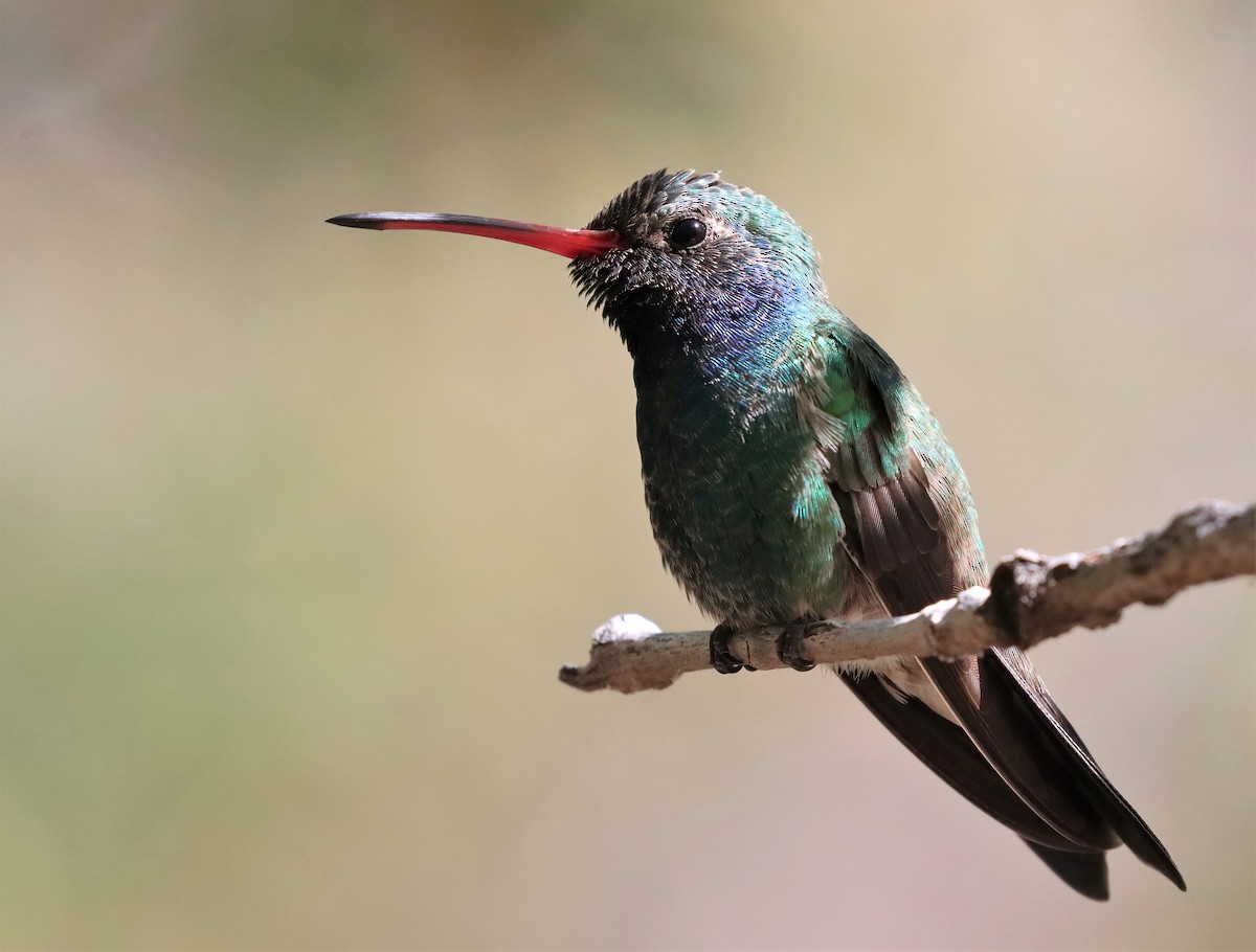 Broad-billed Hummingbird - Araks Ohanyan