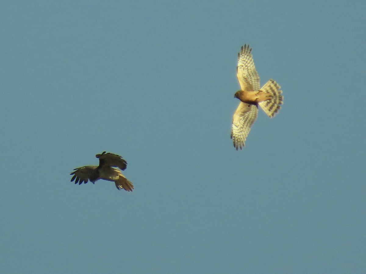 Northern Harrier - Paul/Bonnie Dickman