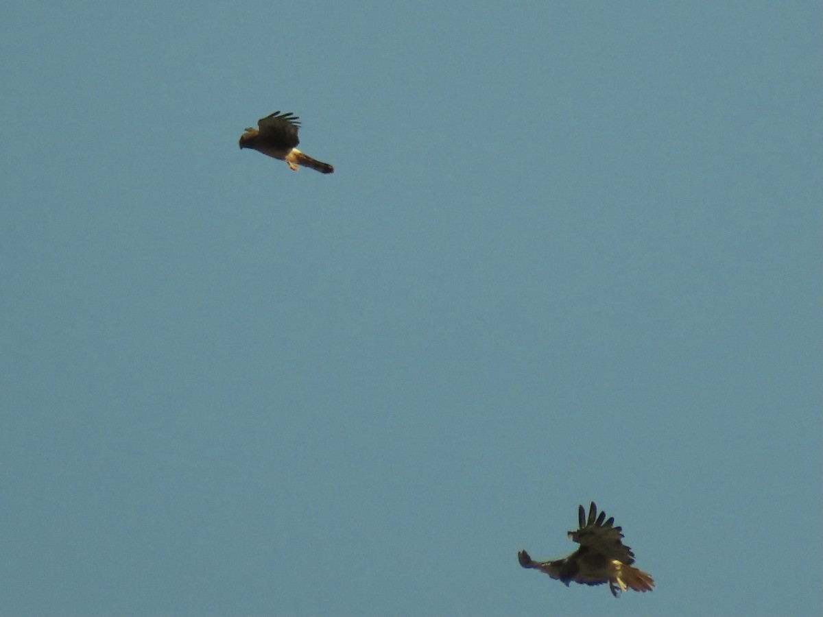 Northern Harrier - Paul/Bonnie Dickman