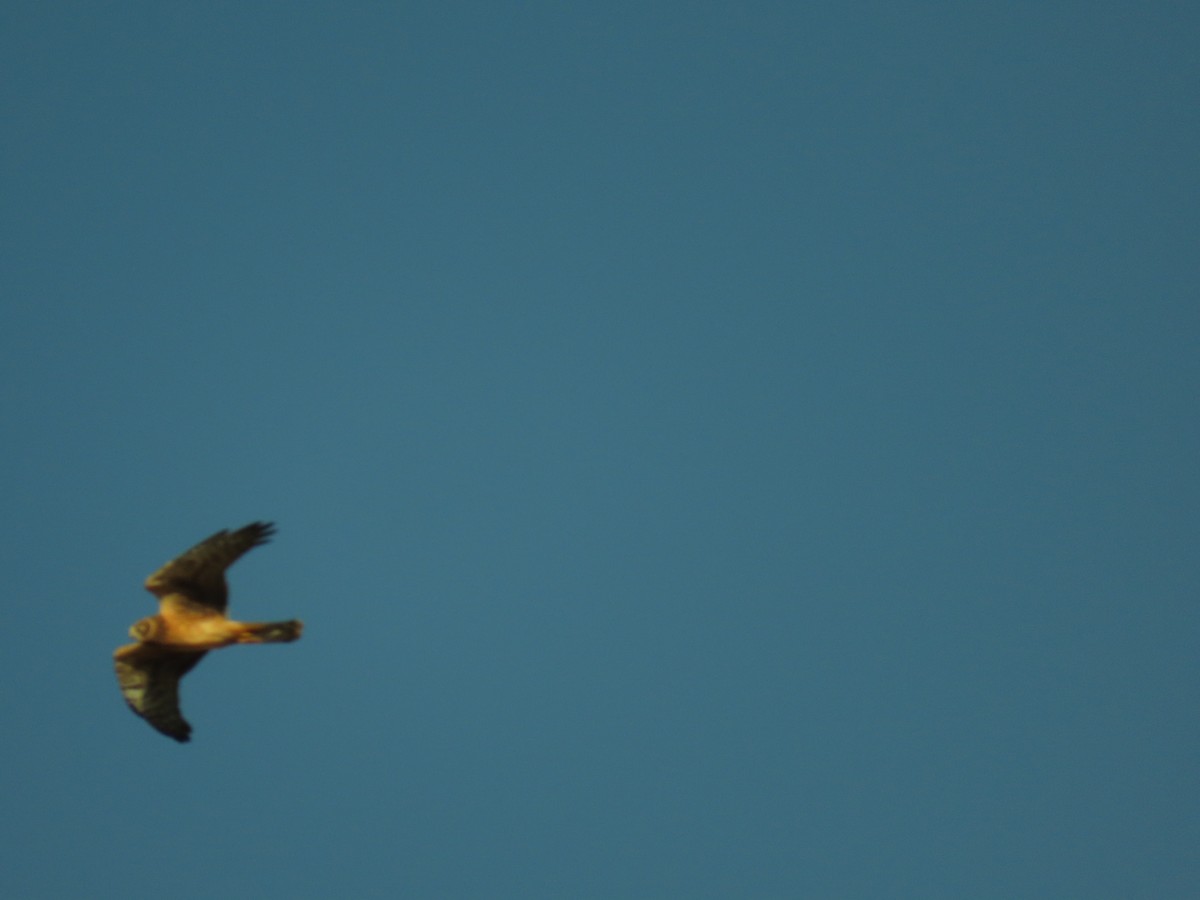 Northern Harrier - ML371386341