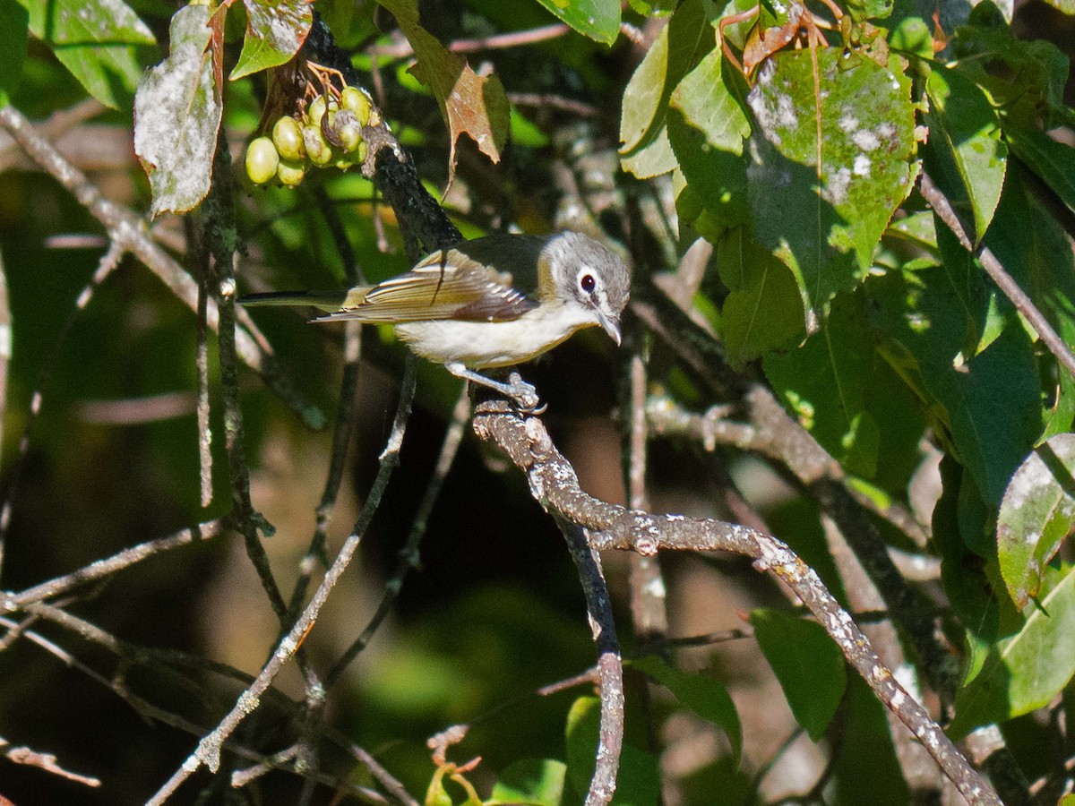 Blue-headed Vireo - Susan Elliott