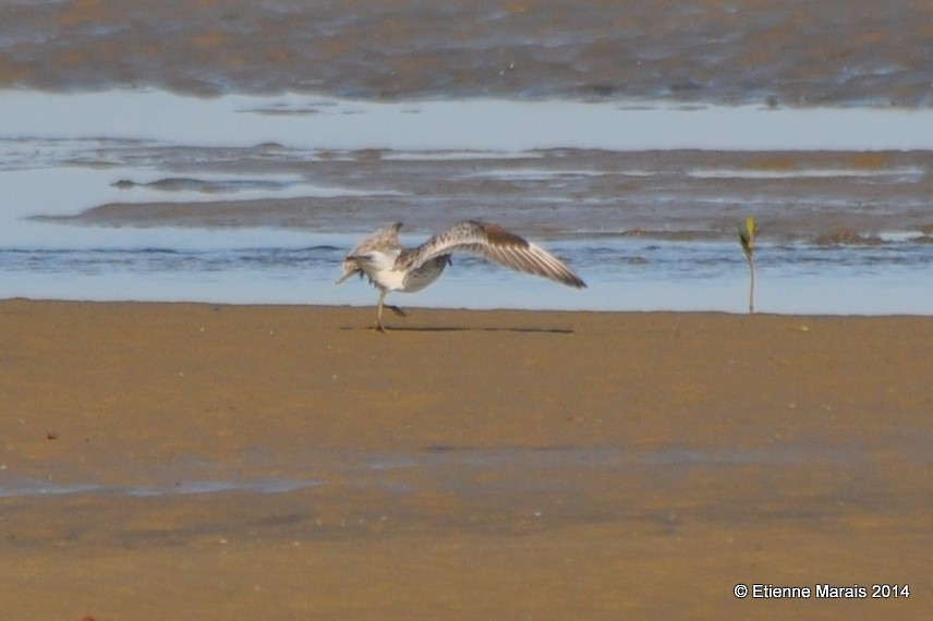 Great Knot - ML371386541