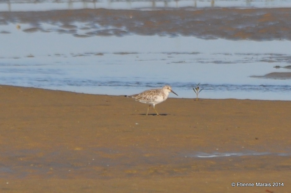 Great Knot - Etienne Marais