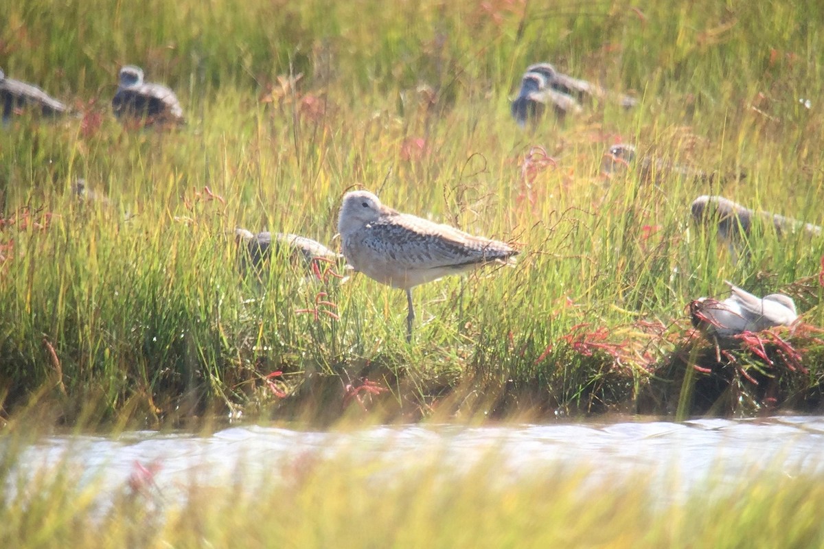 Marbled Godwit - ML37138661