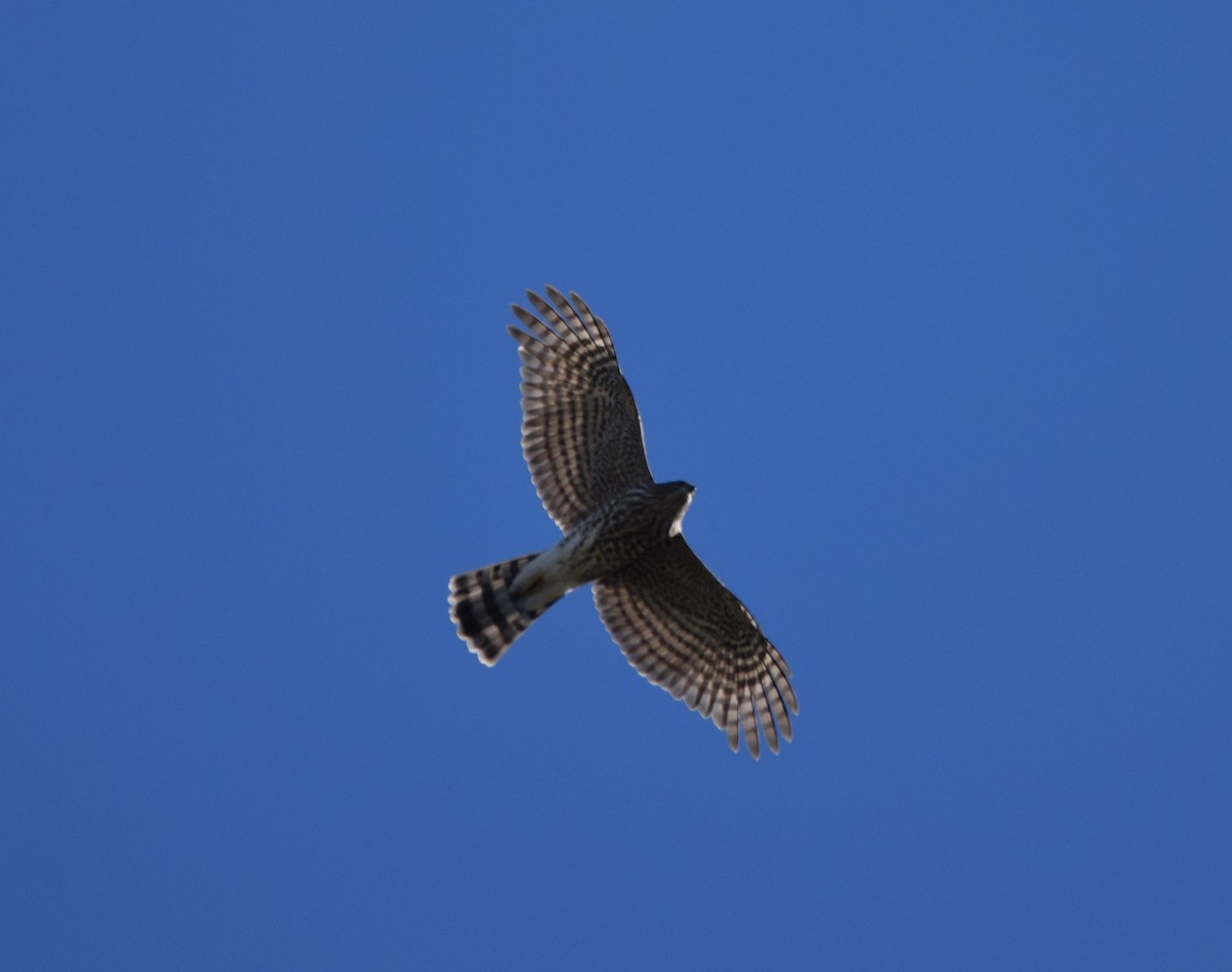 Cooper's Hawk - ML371387441
