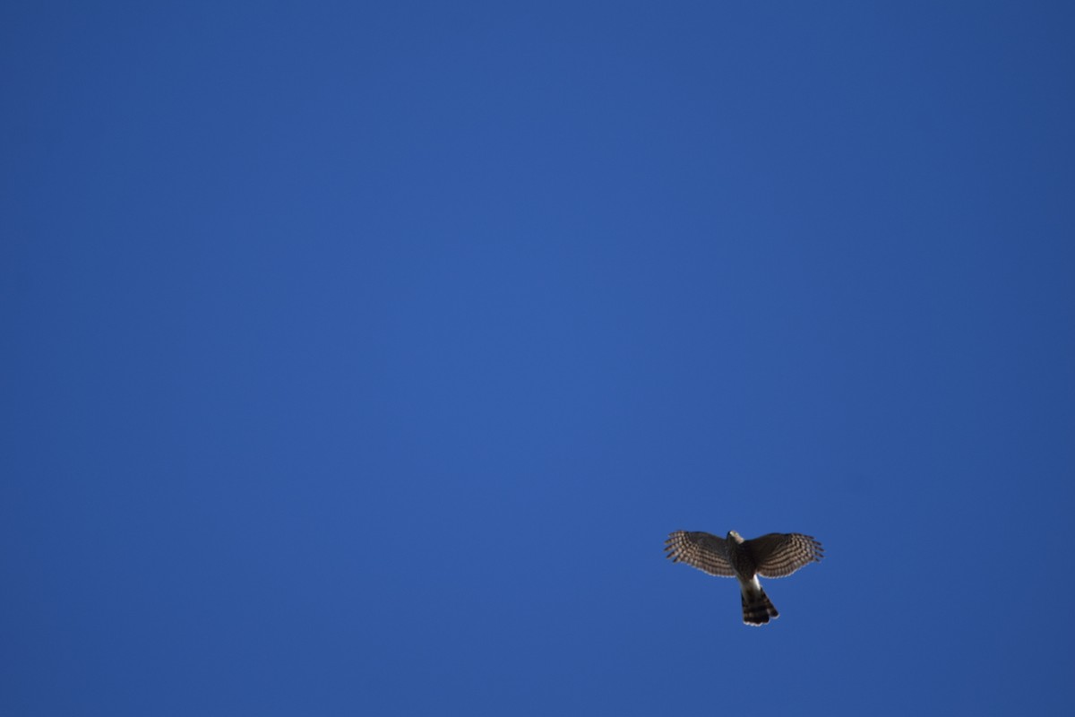 Cooper's Hawk - ML371387511