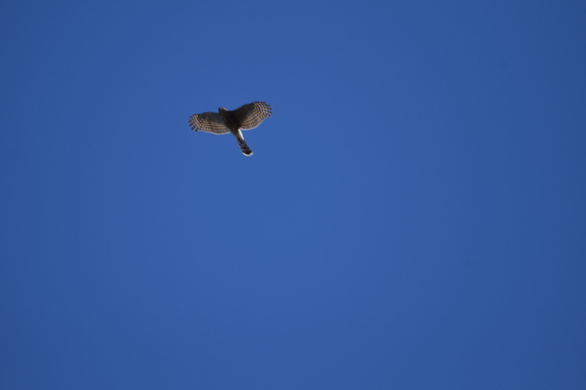 Cooper's Hawk - ML371387551