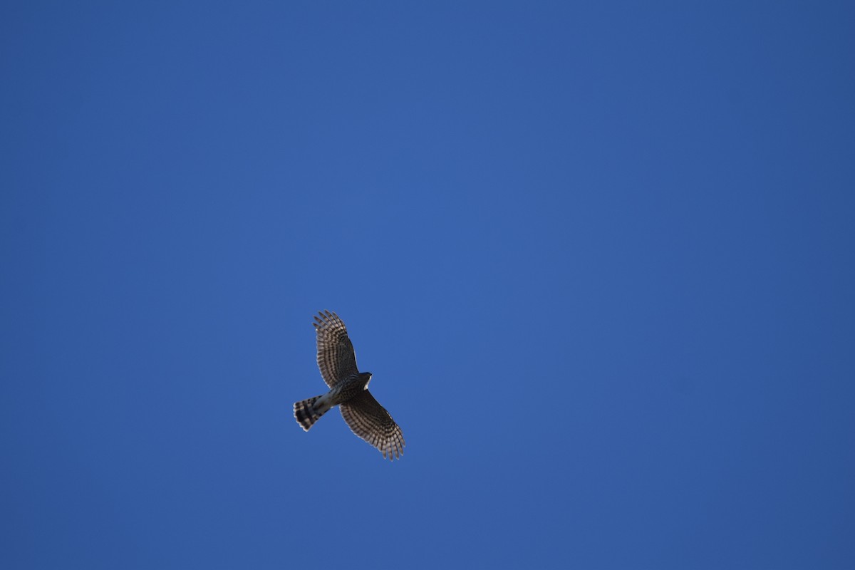 Cooper's Hawk - ML371387621