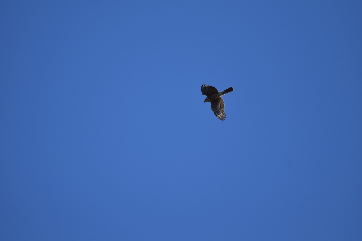 Cooper's Hawk - ML371387641