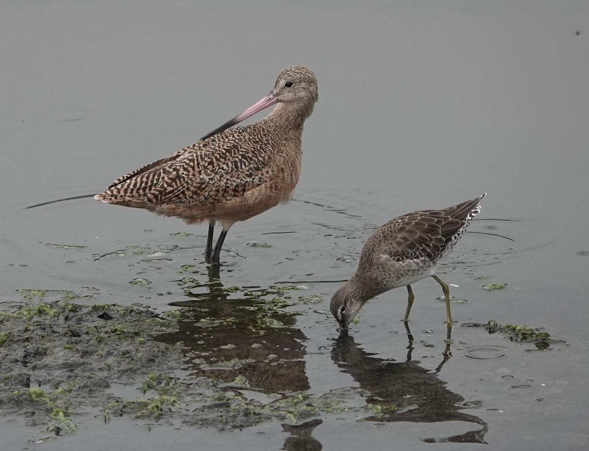 Marbled Godwit - ML371387721