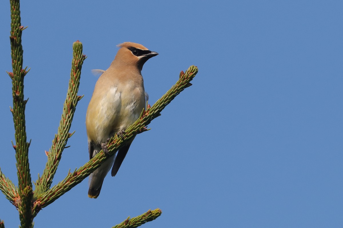 Cedar Waxwing - ML371389951