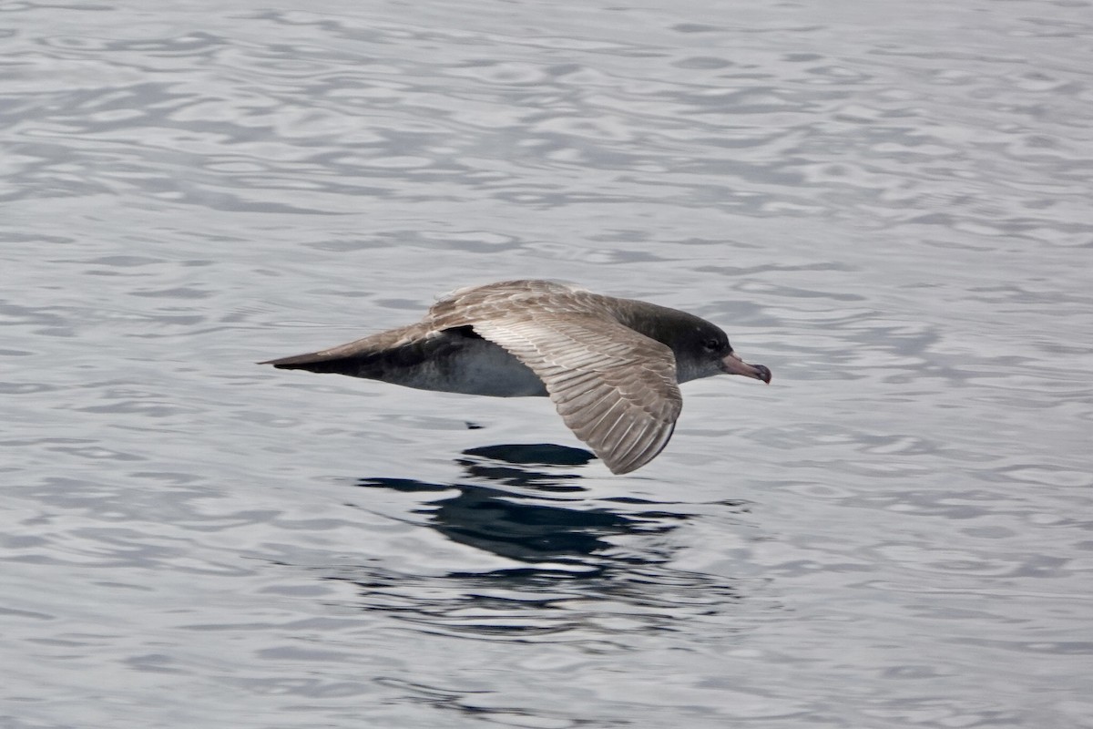 Pink-footed Shearwater - Cynthia  Case