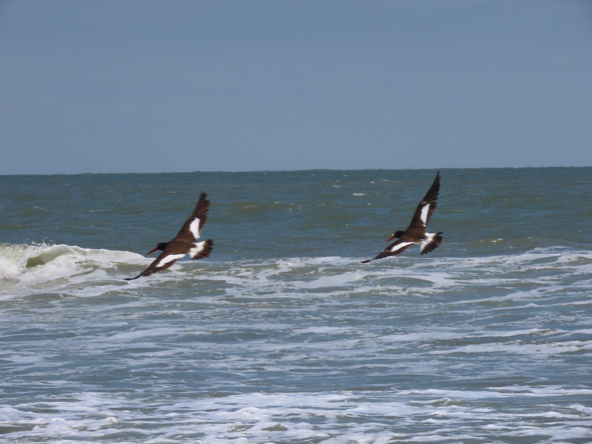 American Oystercatcher - ML371391591