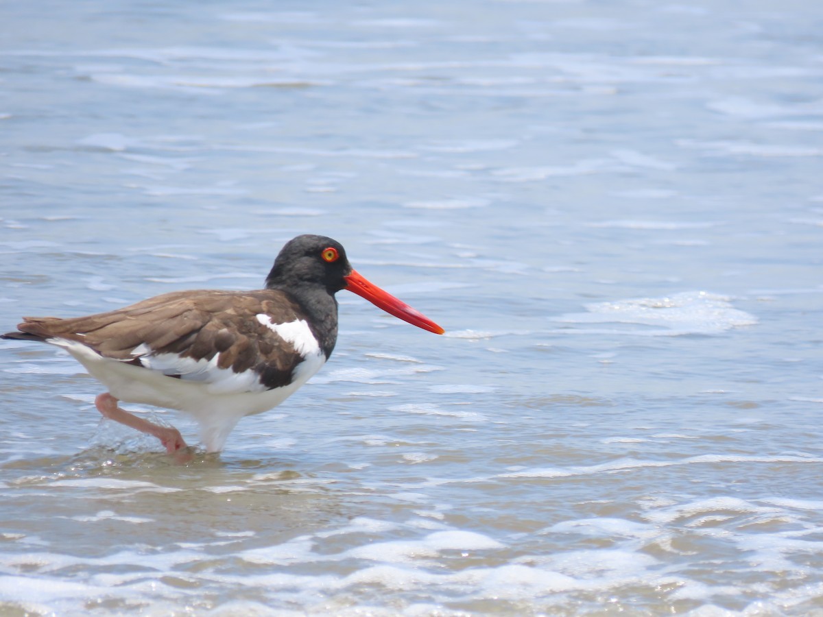 American Oystercatcher - ML371391601