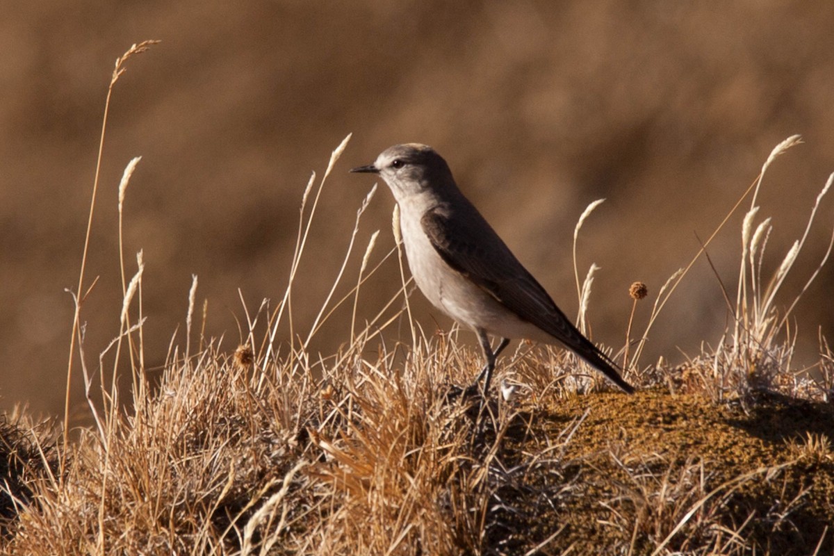 Ochre-naped Ground-Tyrant - ML37139481