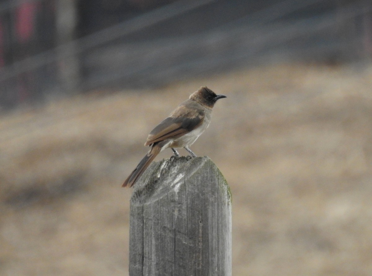 Common Bulbul - ML371395631